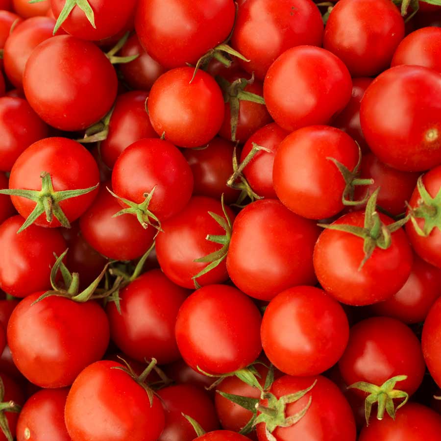 Recomendaciones de Agrotrapiche para mejorar la calidad del cultivo del tomate.