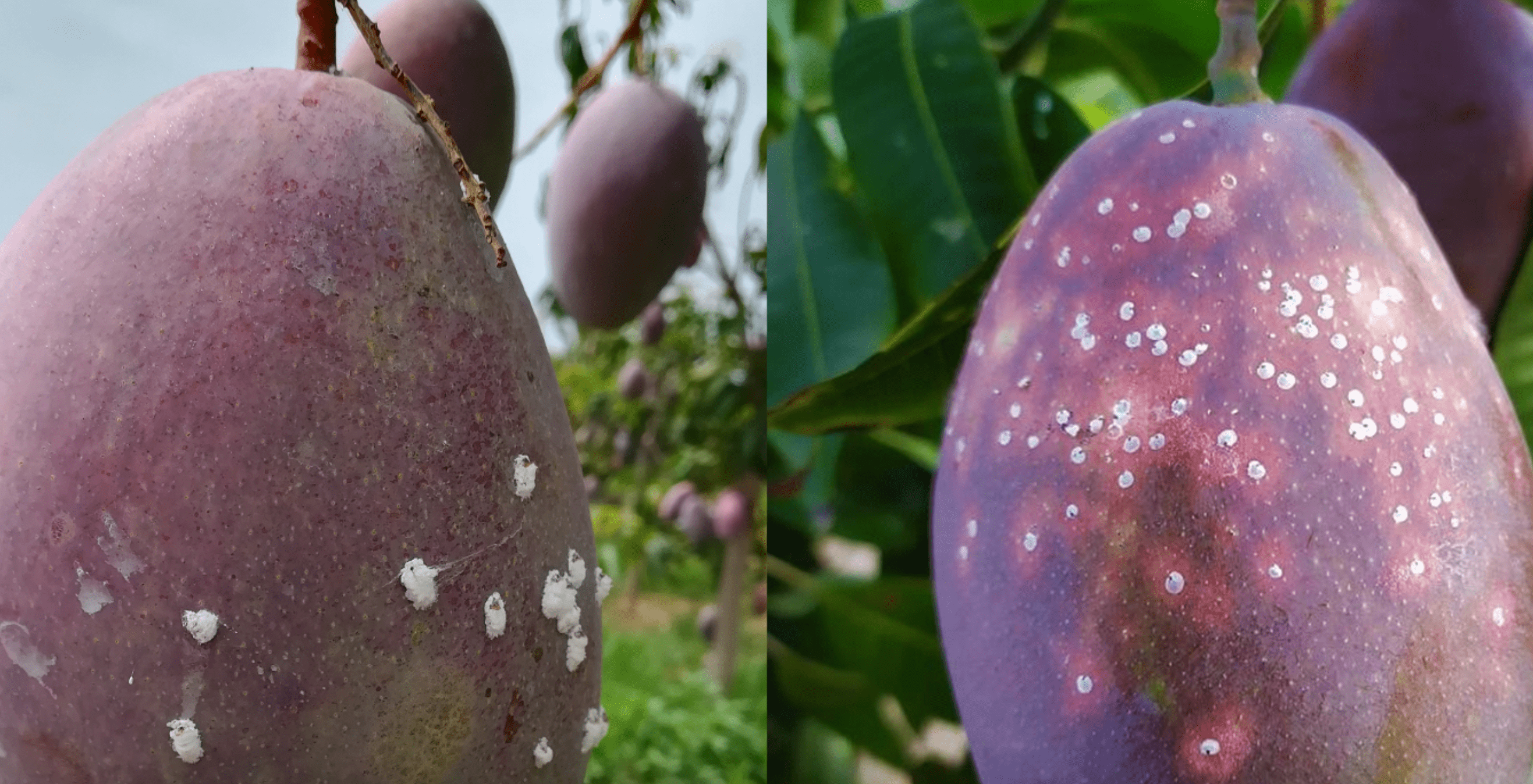 La cochinilla, una de las principales plagas en mango